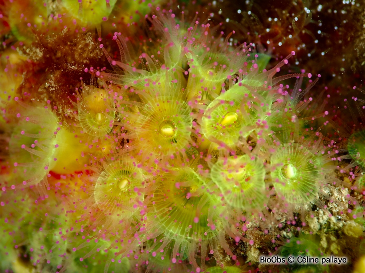 Anémone bijou - Corynactis viridis - Céline pallaye - BioObs