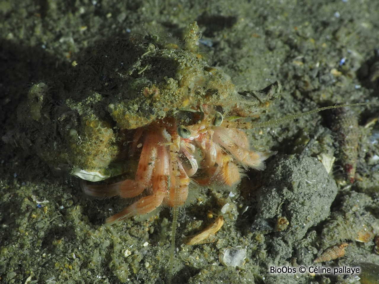 Bernard l'ermite commun - Pagurus bernhardus Bernard l'ermite commun - Pagurus bernhardus