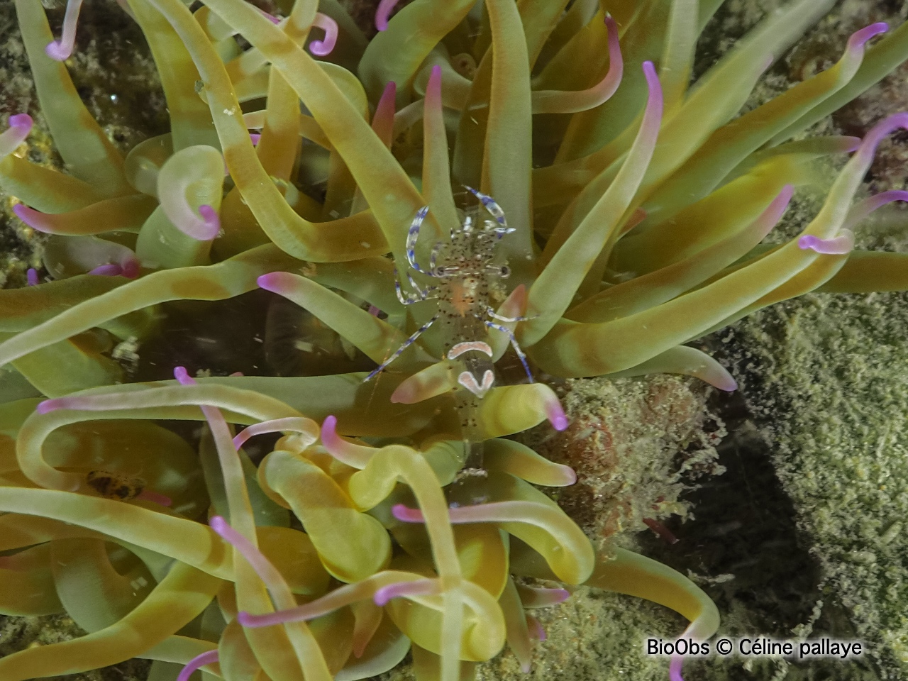 Péricliménès atlantique - Periclimenes sagittifer - Céline pallaye - BioObs