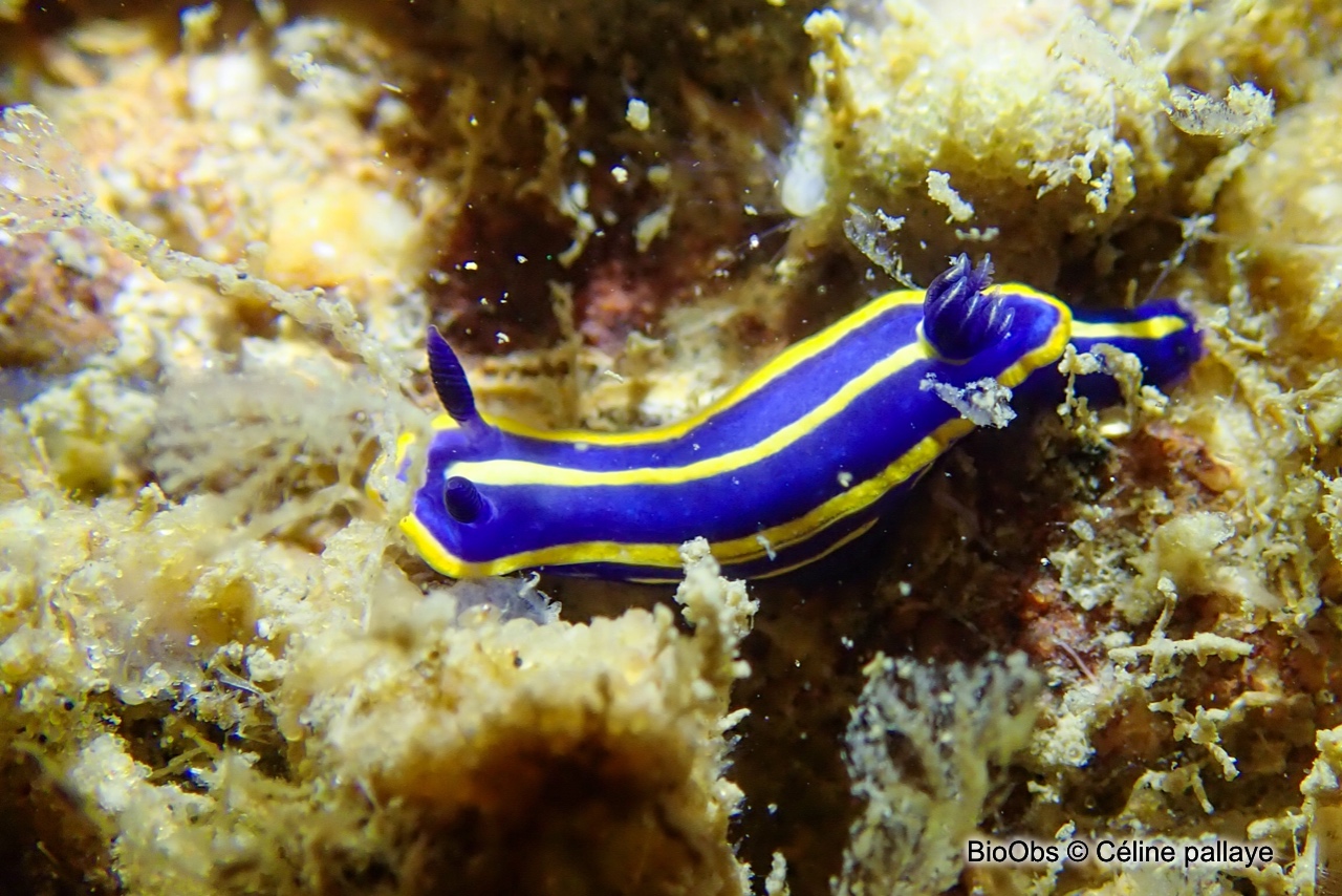 Doris tricolore - Felimare tricolor - Céline pallaye - BioObs