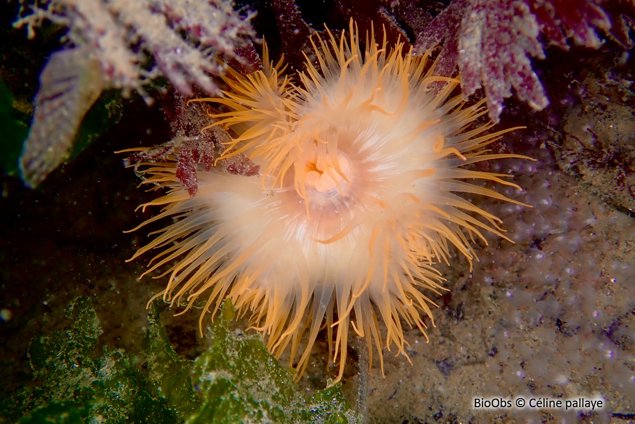 Sagartie élégante - Cylista elegans - Céline pallaye - BioObs