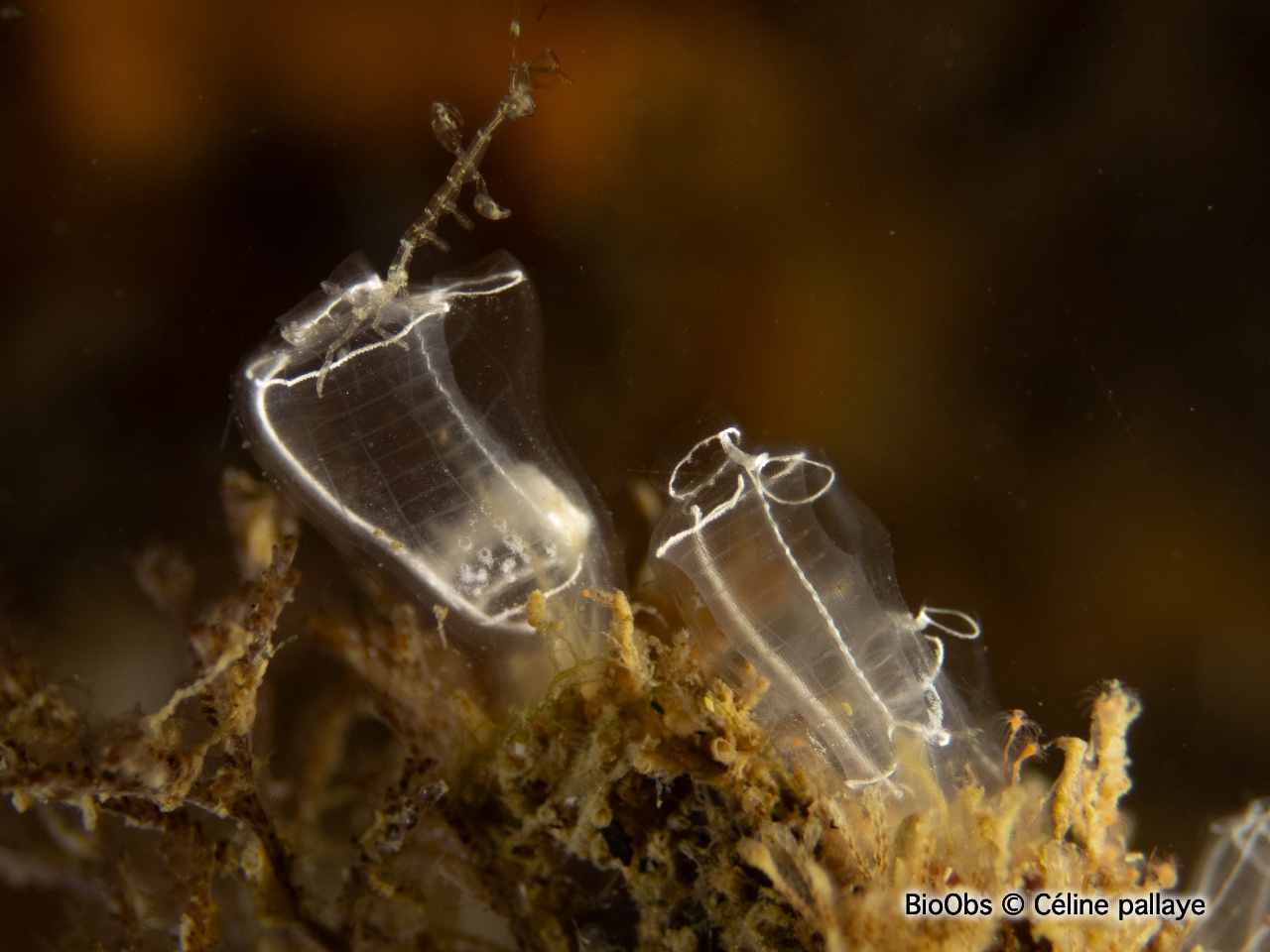 Grande claveline - Clavelina lepadiformis - Céline pallaye - BioObs