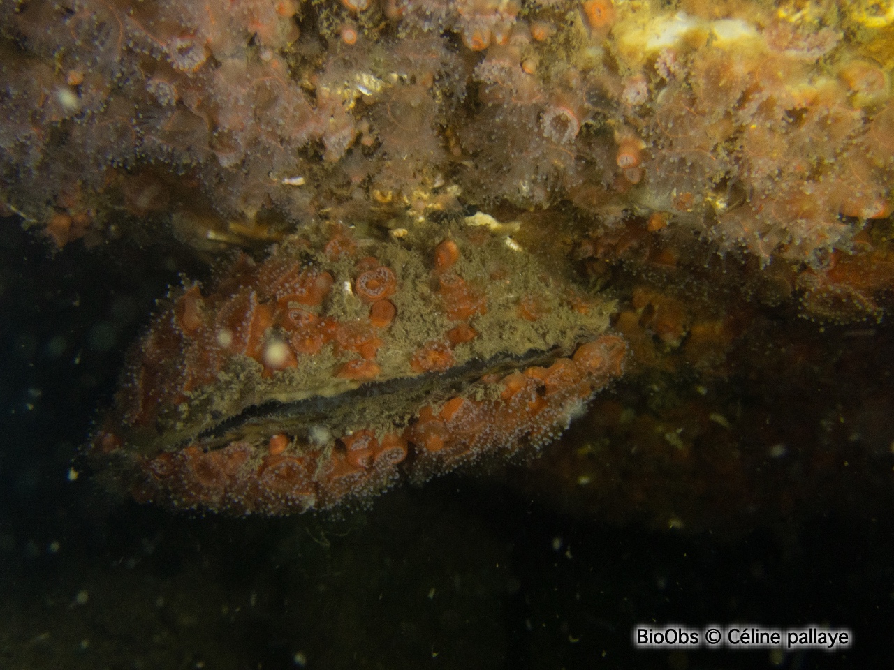 Huître plate, comestible - Ostrea edulis - Céline pallaye - BioObs