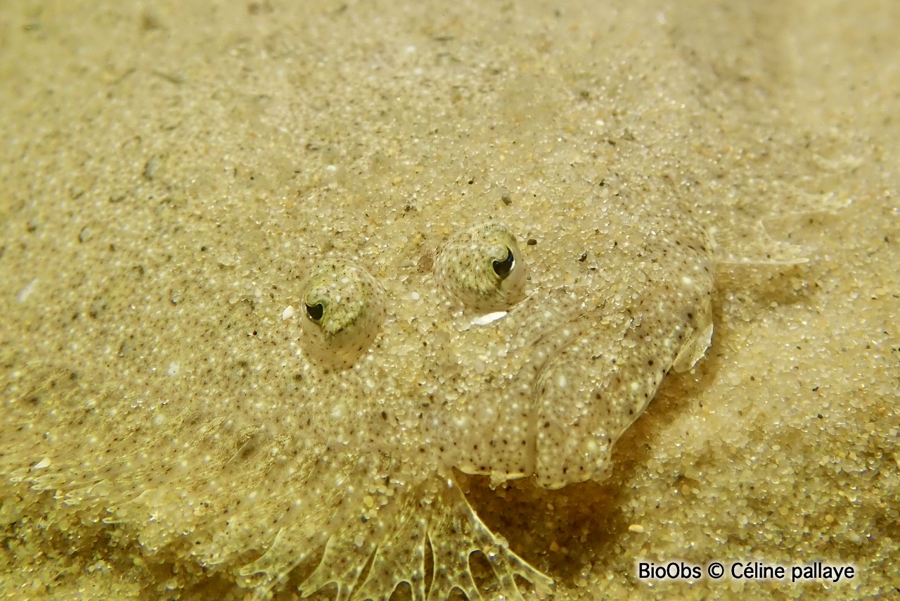 Barbue - Scophthalmus rhombus - Céline pallaye - BioObs