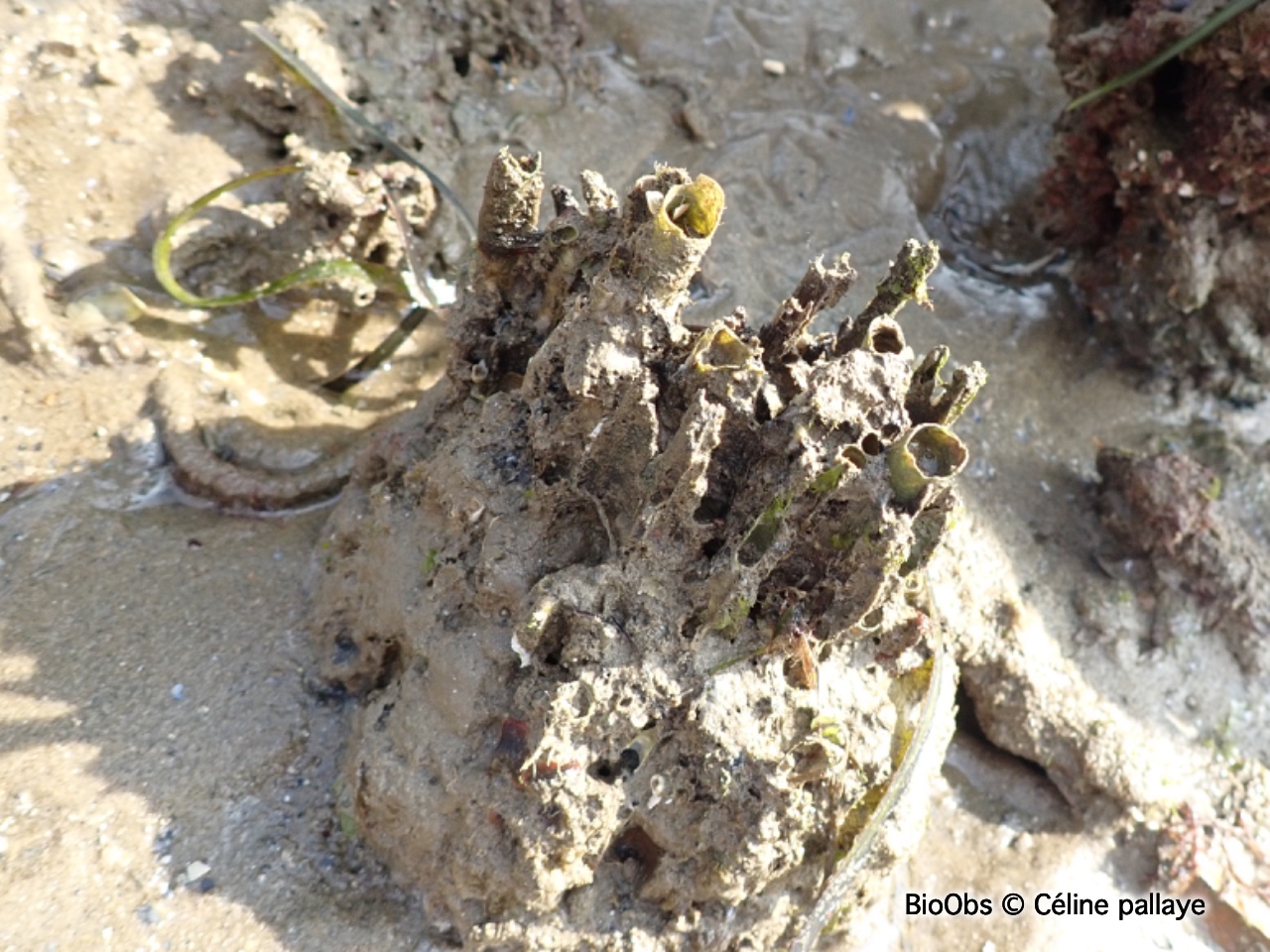 Taret - Teredo navalis - Céline pallaye - BioObs