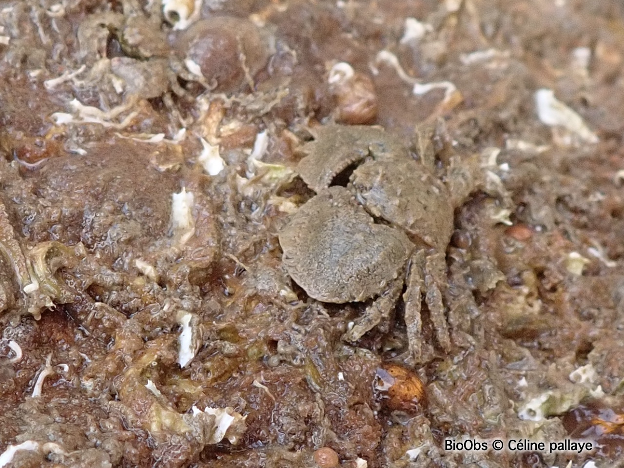 Porcellane grise - Porcellana platycheles - Céline pallaye - BioObs