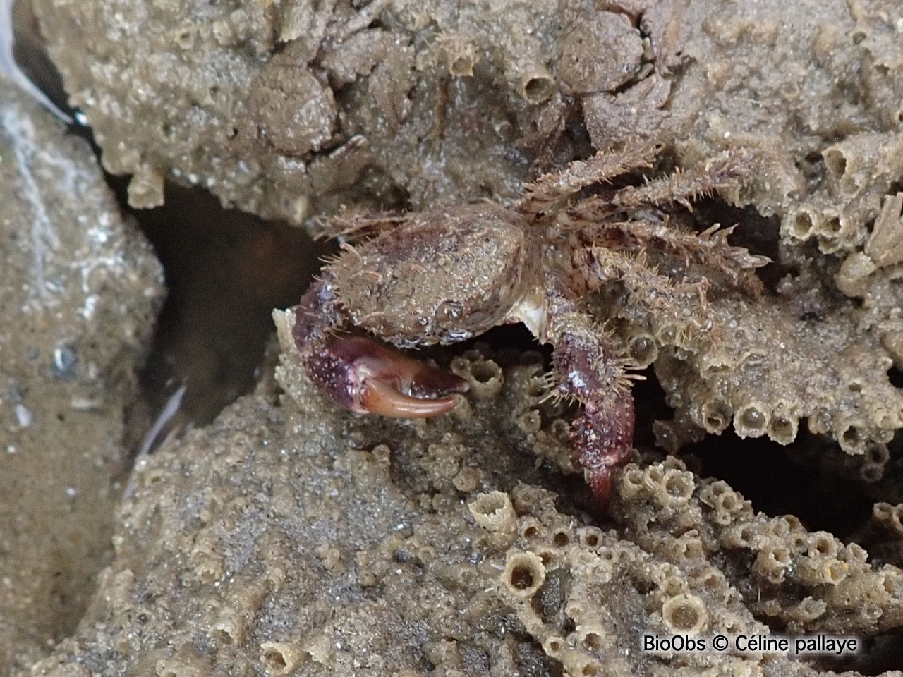 Pilumne hirsute - Pilumnus hirtellus - Céline pallaye - BioObs