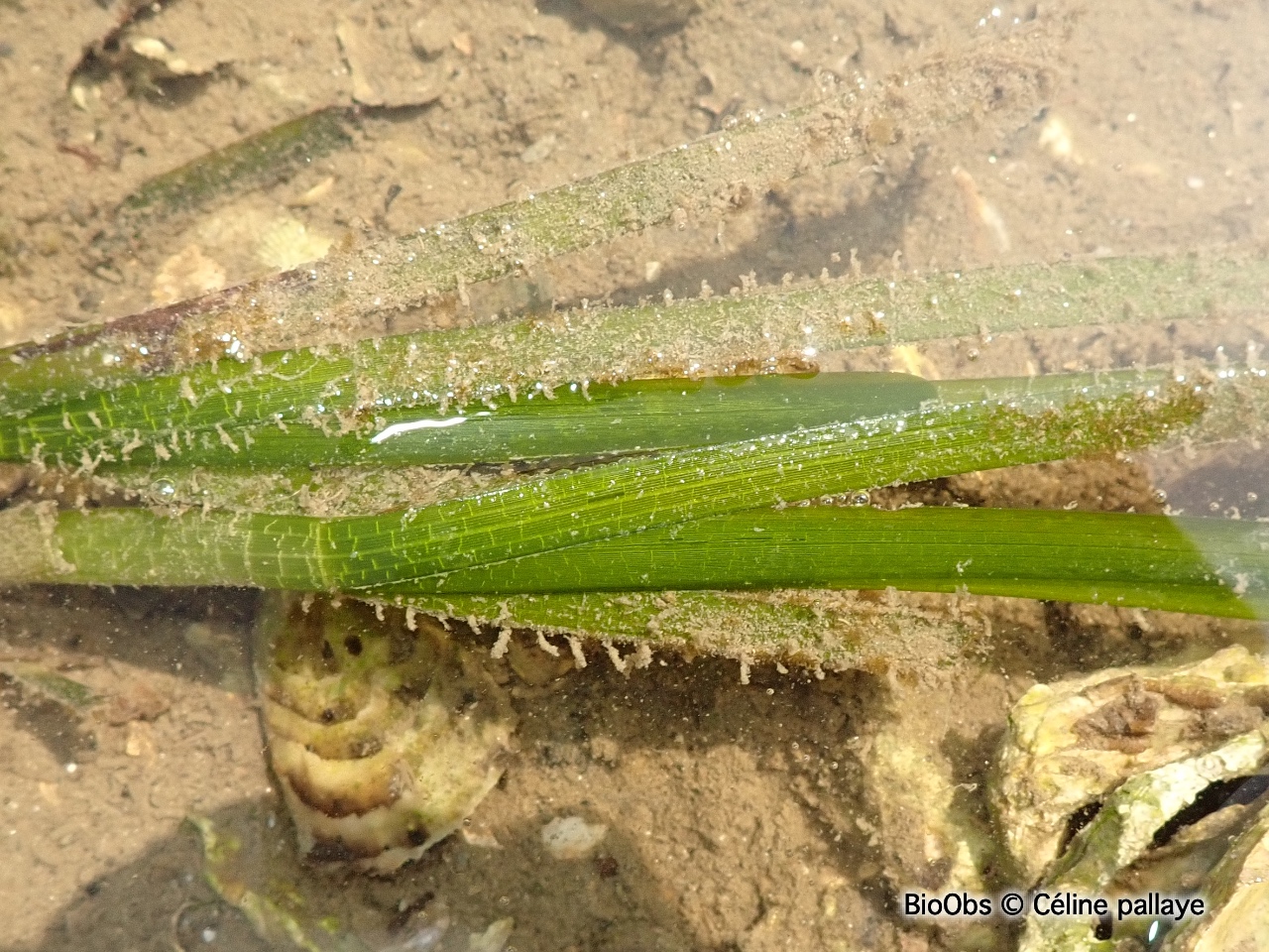 Zostère marine - Zostera (Zostera) marina - Céline pallaye - BioObs