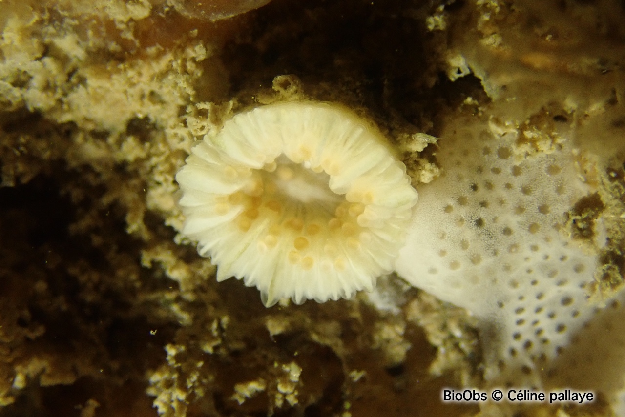 Madrépore oeillet - Caryophyllia inornata - Céline pallaye - BioObs