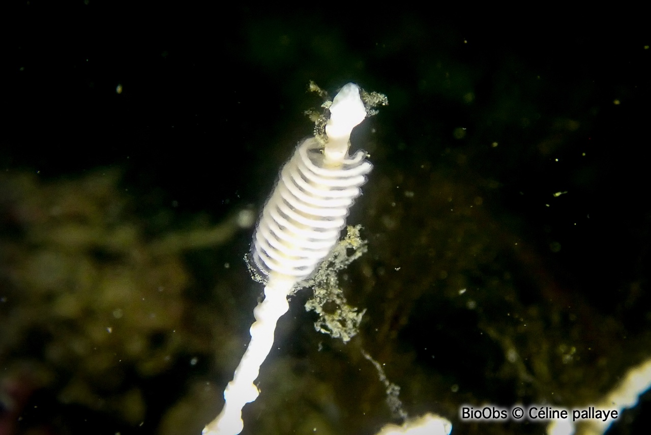 Tritonie des gorgones ponte - Duvaucelia ponte - Céline pallaye - BioObs