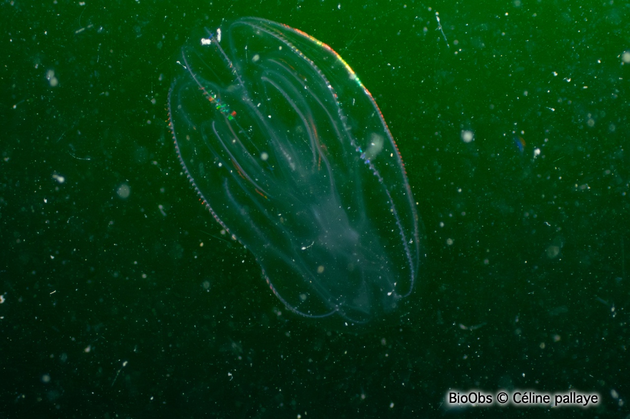 Bolinopsis - Bolinopsis infundibulum - Céline pallaye - BioObs