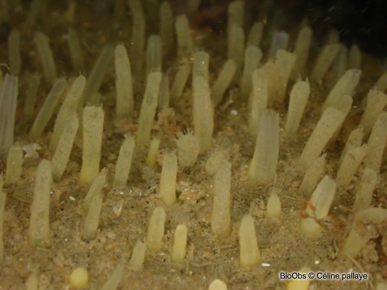 Eponge à languettes - Polymastia penicillus - Céline pallaye - BioObs