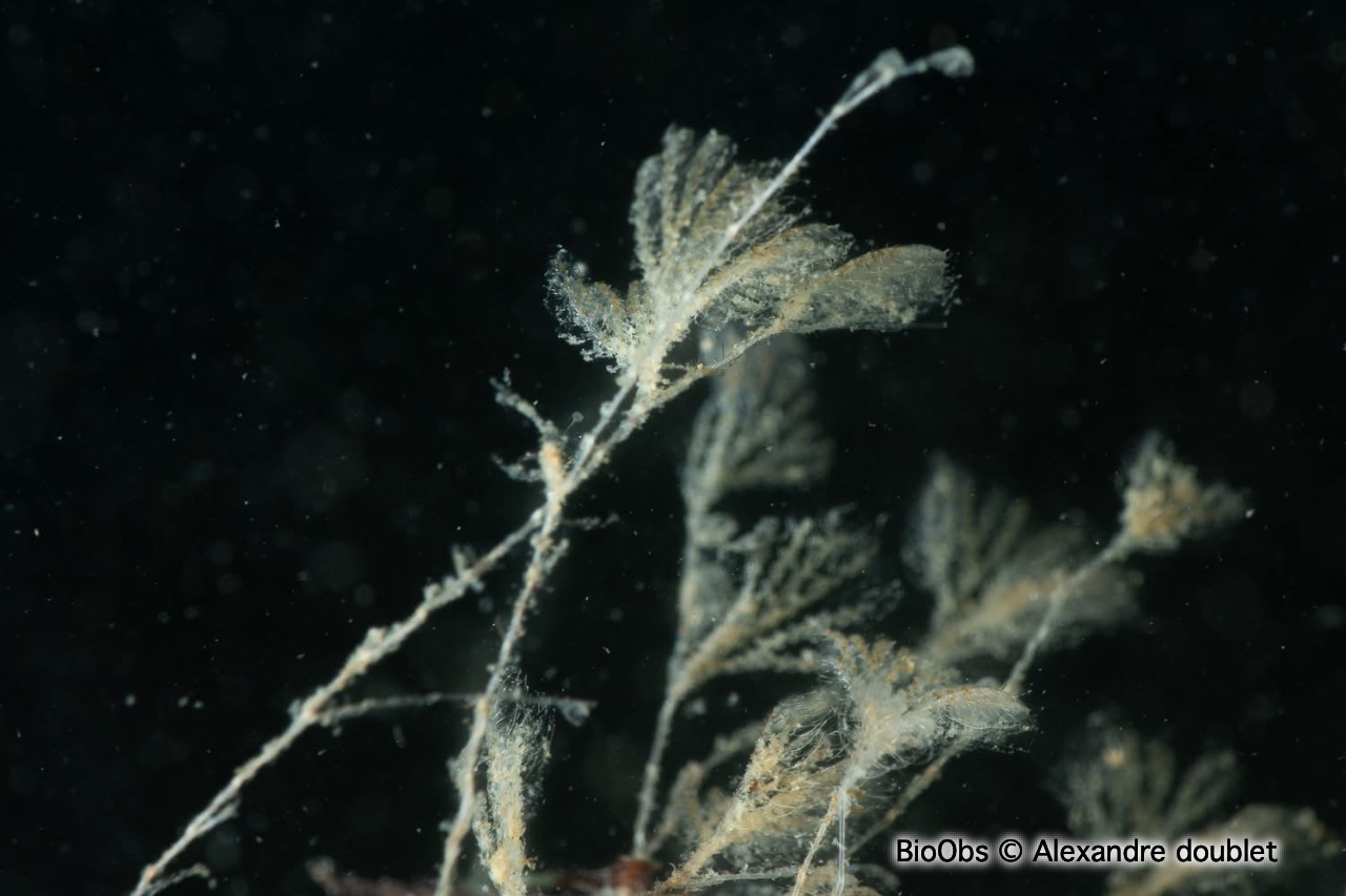 Caulibugula zanzibariensis - Caulibugula zanzibariensis - Alexandre doublet - BioObs
