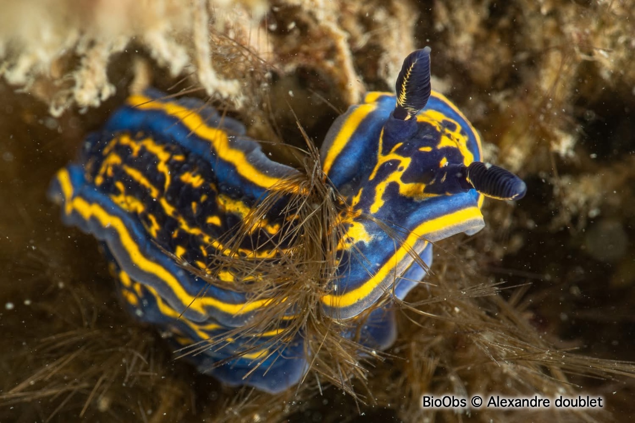 Doris cantabrique - Felimare cantabrica - Alexandre doublet - BioObs