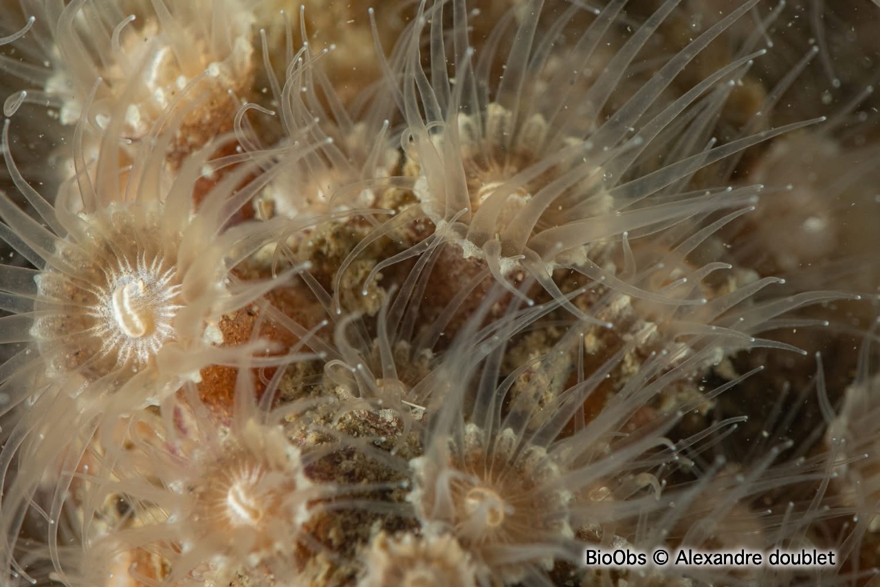 Anémone encroûtante brune - Epizoanthus couchii - Alexandre doublet - BioObs