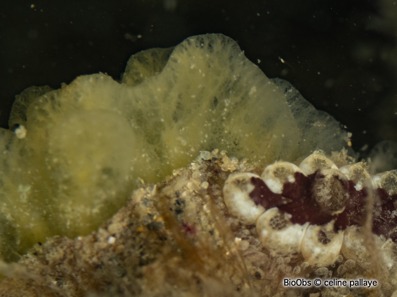 Eponge chinoise - Celtodoryx ciocalyptoides - celine Pallaye - BioObs
