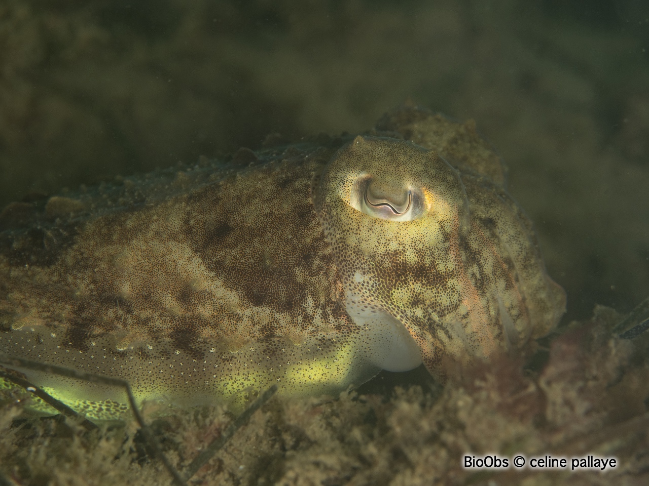 Seiche commune - Sepia officinalis - celine Pallaye - BioObs