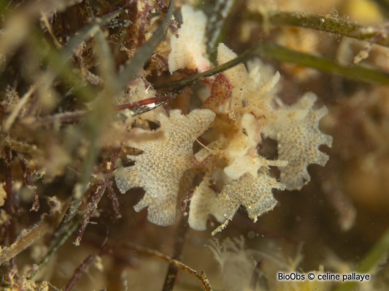 Chartelle, petite flustre - Chartella papyracea - celine Pallaye - BioObs