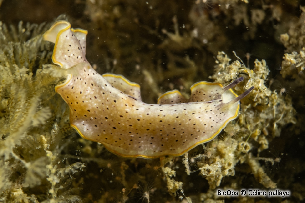 Planaire tachetée - Prostheceraeus moseleyi - Céline pallaye - BioObs