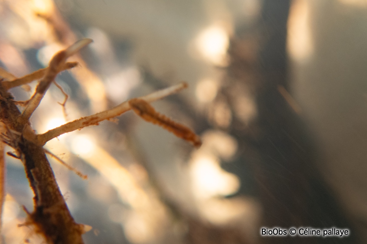 Mouches noires Simulies (genre) - Simulium - Céline pallaye - BioObs