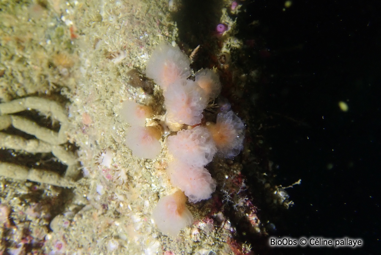 Flocon pédonculé orange - Aplidium punctum - Céline pallaye - BioObs