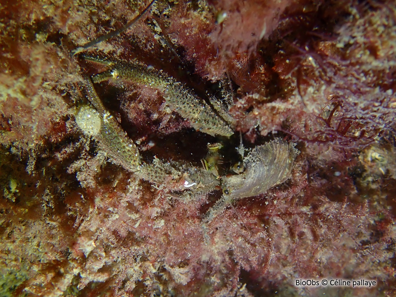 Galathée noire - Galathea squamifera - Céline pallaye - BioObs