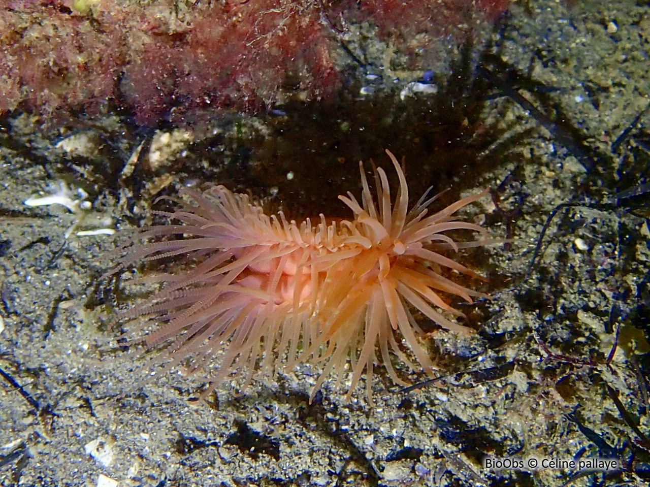 Lime bâillante - Limaria hians - Céline pallaye - BioObs