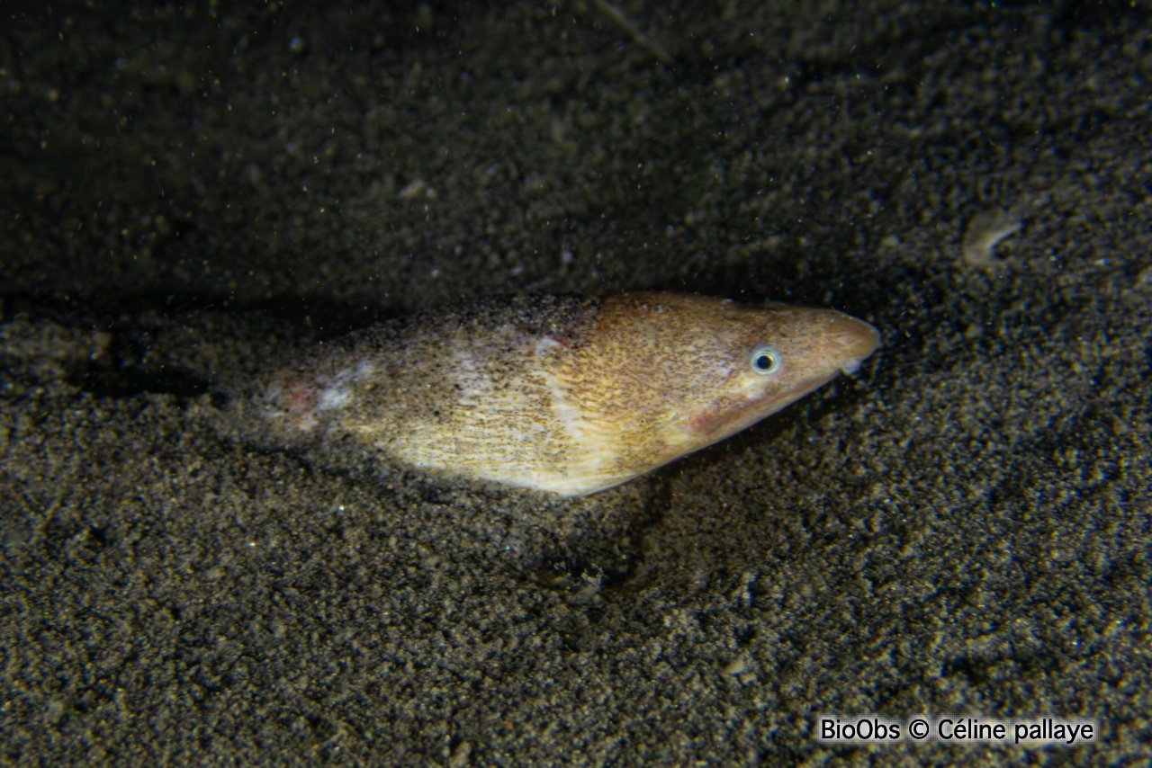 Serpenton imberbe - Dalophis imberbis - Céline pallaye - BioObs