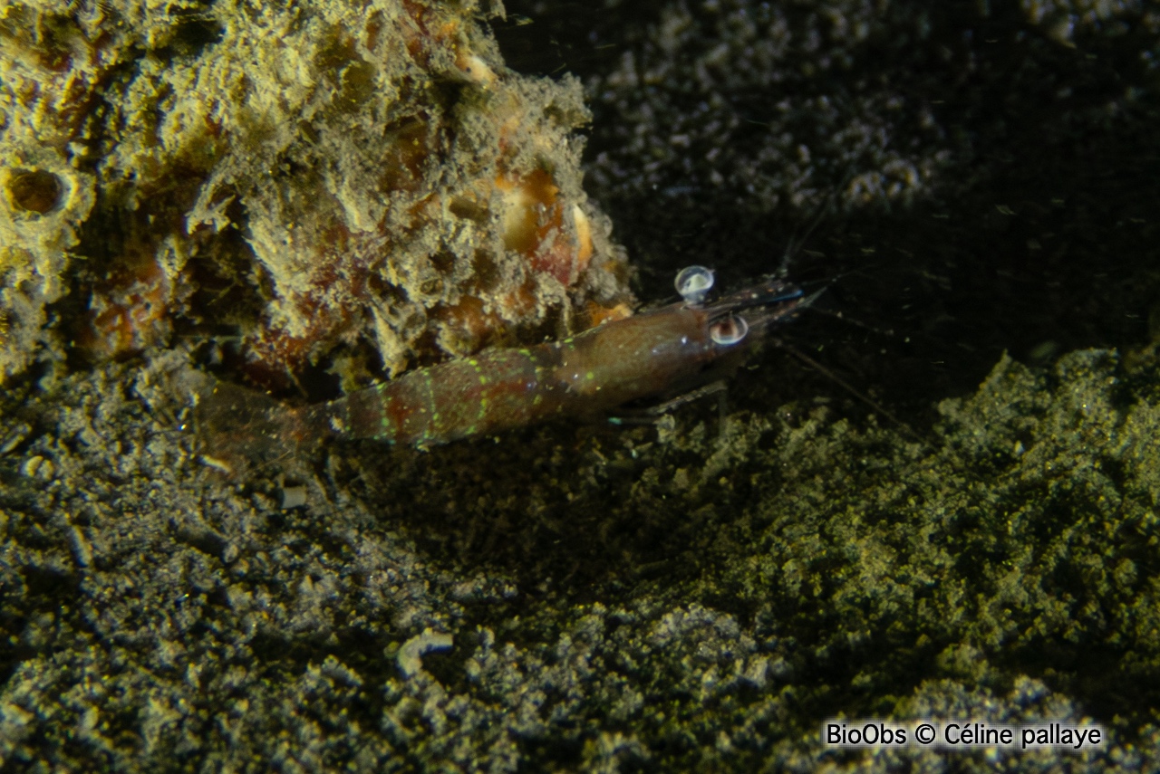 Crevette autruche comestible - Processa edulis edulis - Céline pallaye - BioObs