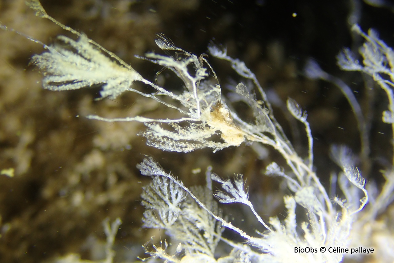 Caulibugula zanzibariensis - Caulibugula zanzibariensis - Céline pallaye - BioObs