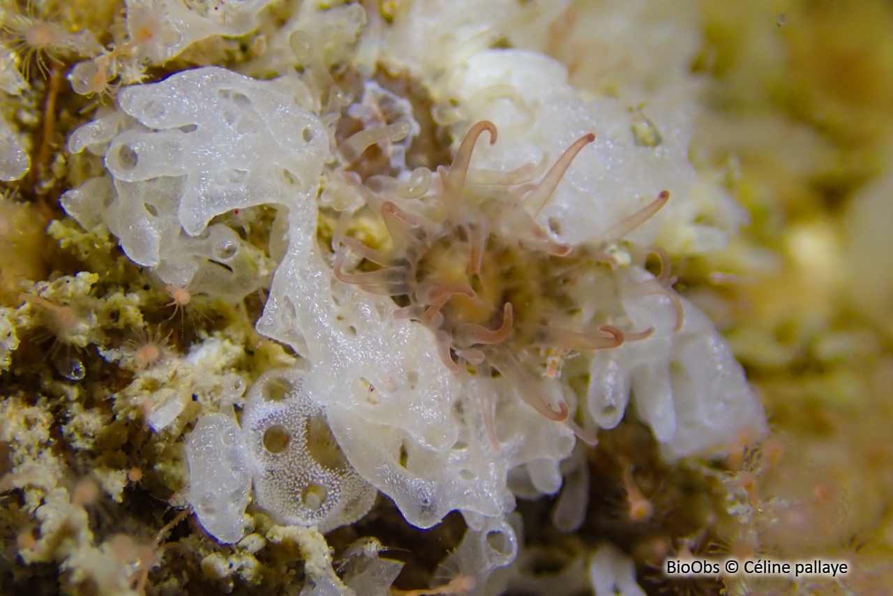 Clathrine blanche - Ascandra contorta - Céline pallaye - BioObs