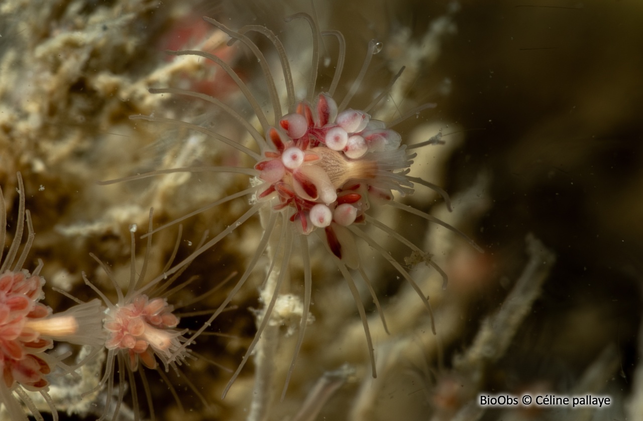 Grande tubulaire - Tubularia indivisa - Céline pallaye - BioObs