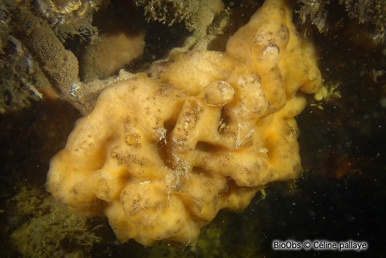 Didemne variable - Didemnum maculosum - Céline pallaye - BioObs