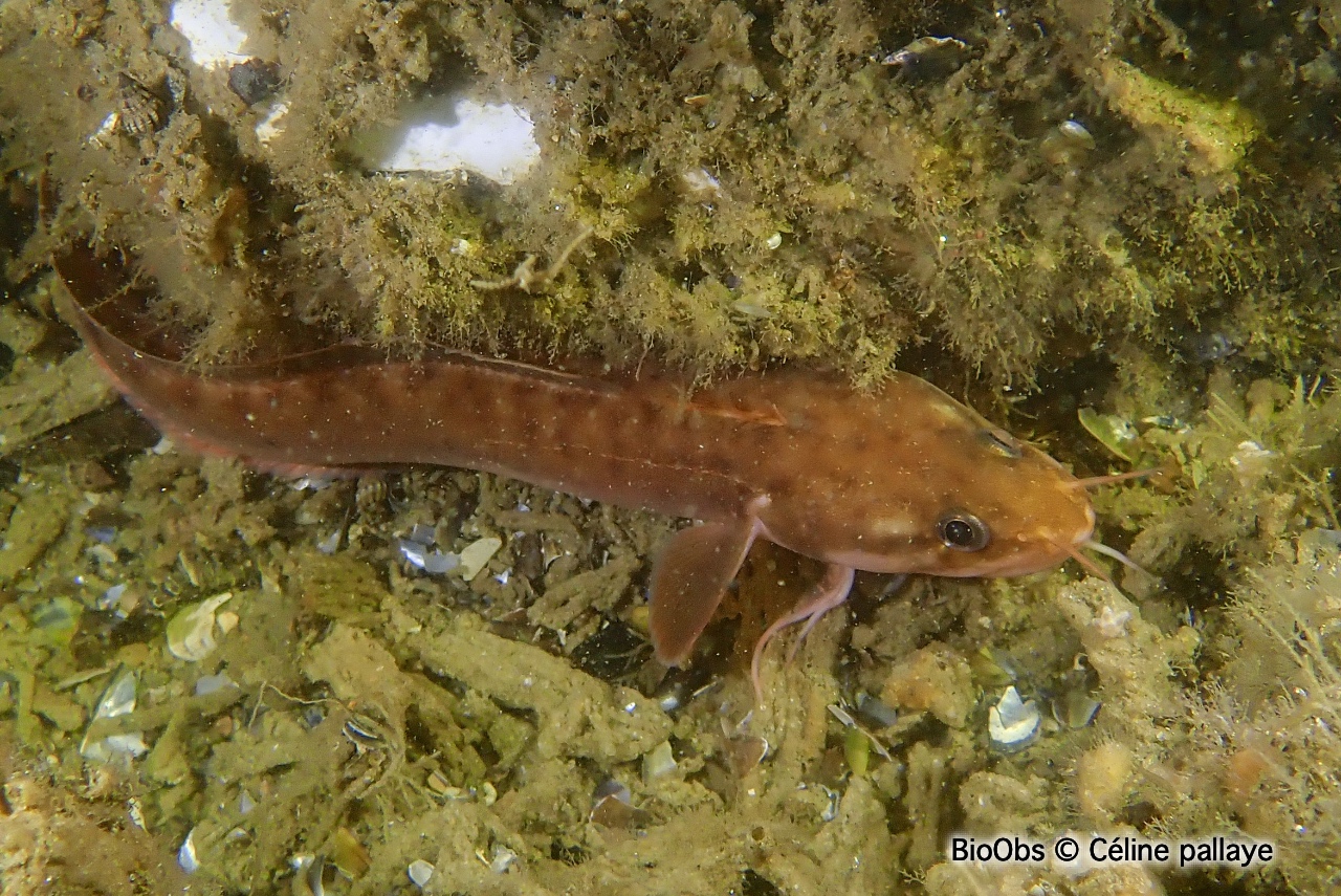 Motelle commune - Gaidropsarus vulgaris - Céline pallaye - BioObs