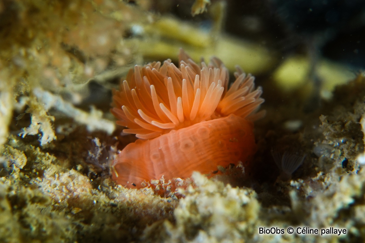 Dahlia de mer rouge - Urticina eques - Céline pallaye - BioObs