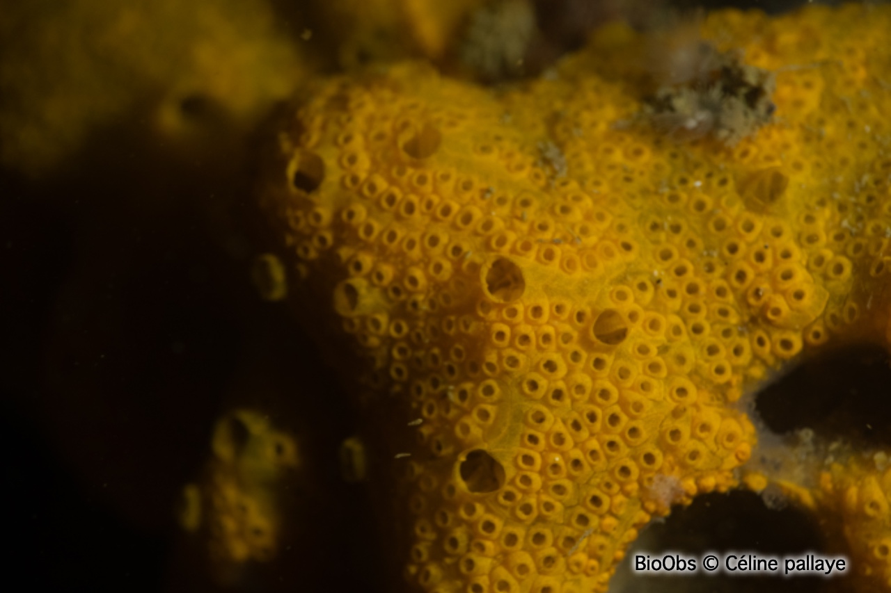 Botrylloïde - Botrylloides sp. - Céline pallaye - BioObs
