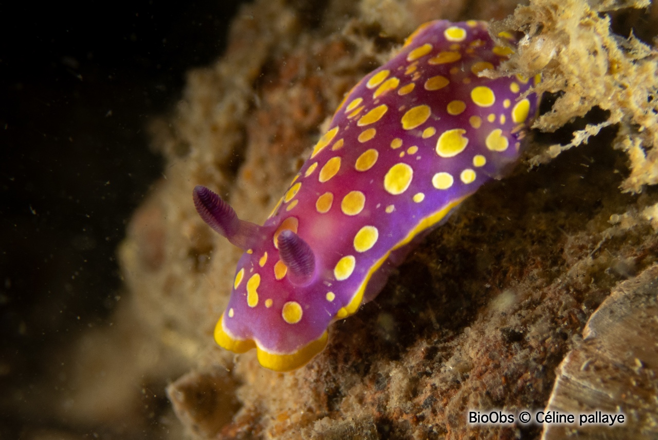 Doris tachetée mauve - Felimida luteorosea - Céline pallaye - BioObs