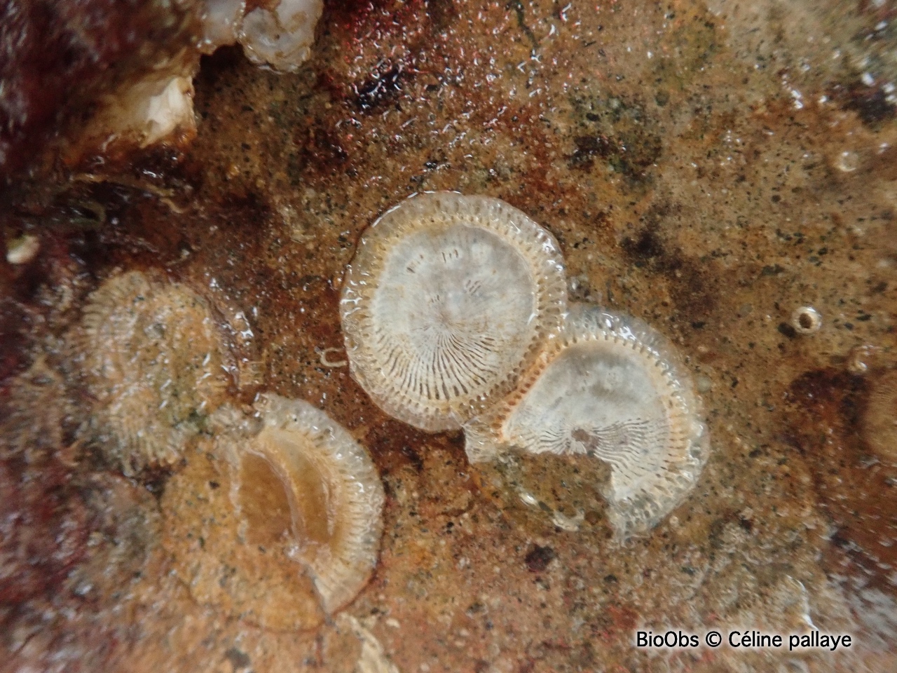 Plagioécie-assiette - Plagioecia patina - Céline pallaye - BioObs