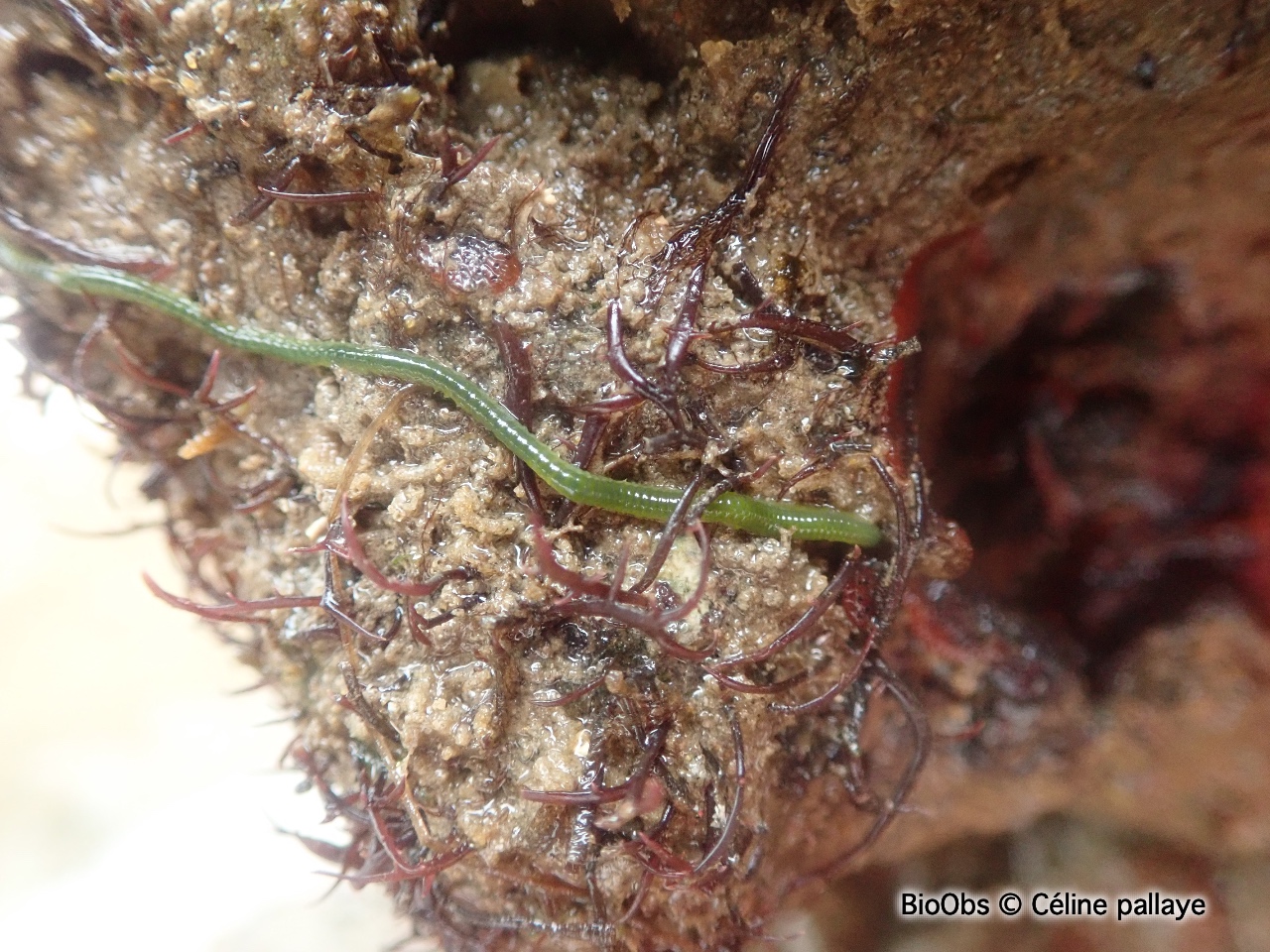Eulalie - Eulalia clavigera - Céline pallaye - BioObs