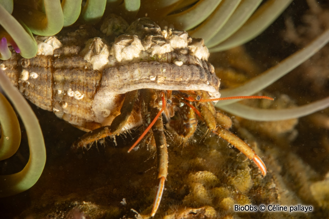 Pagure des rochers - Clibanarius erythropus - Céline pallaye - BioObs