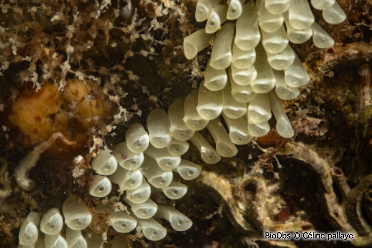 Bouche de sang ponte - Stramonita - Céline pallaye - BioObs