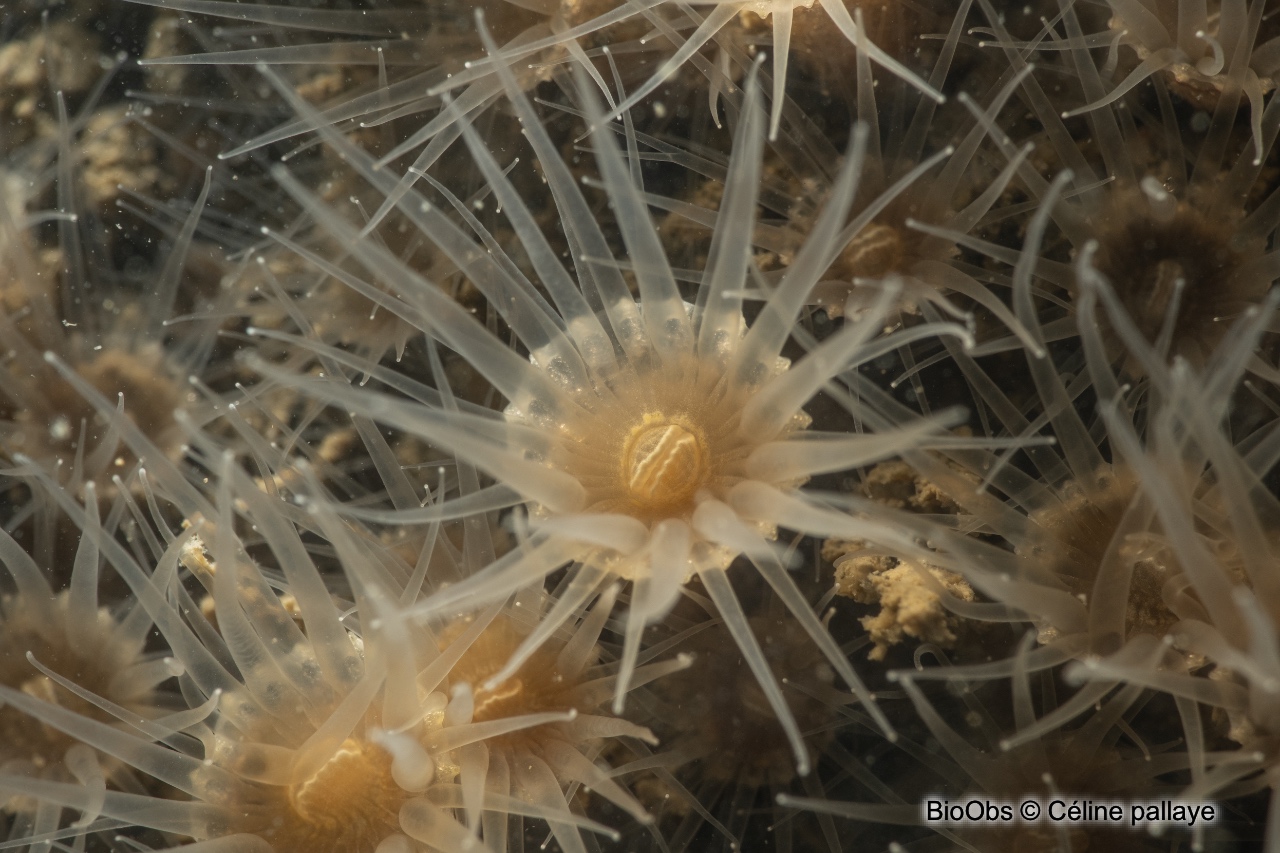 Anémone encroûtante brune - Epizoanthus couchii - Céline pallaye - BioObs