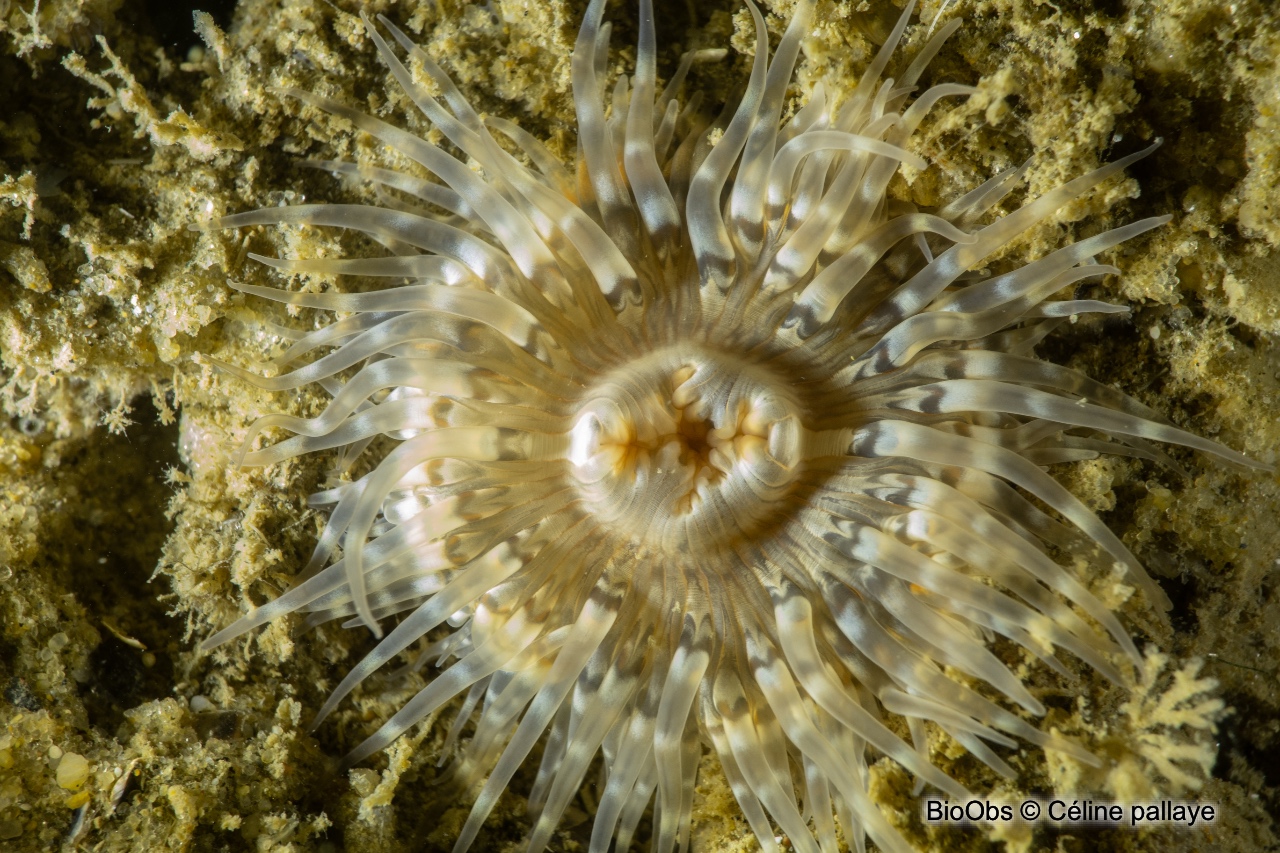 Sagartie des vases - Cylista troglodytes - Céline pallaye - BioObs