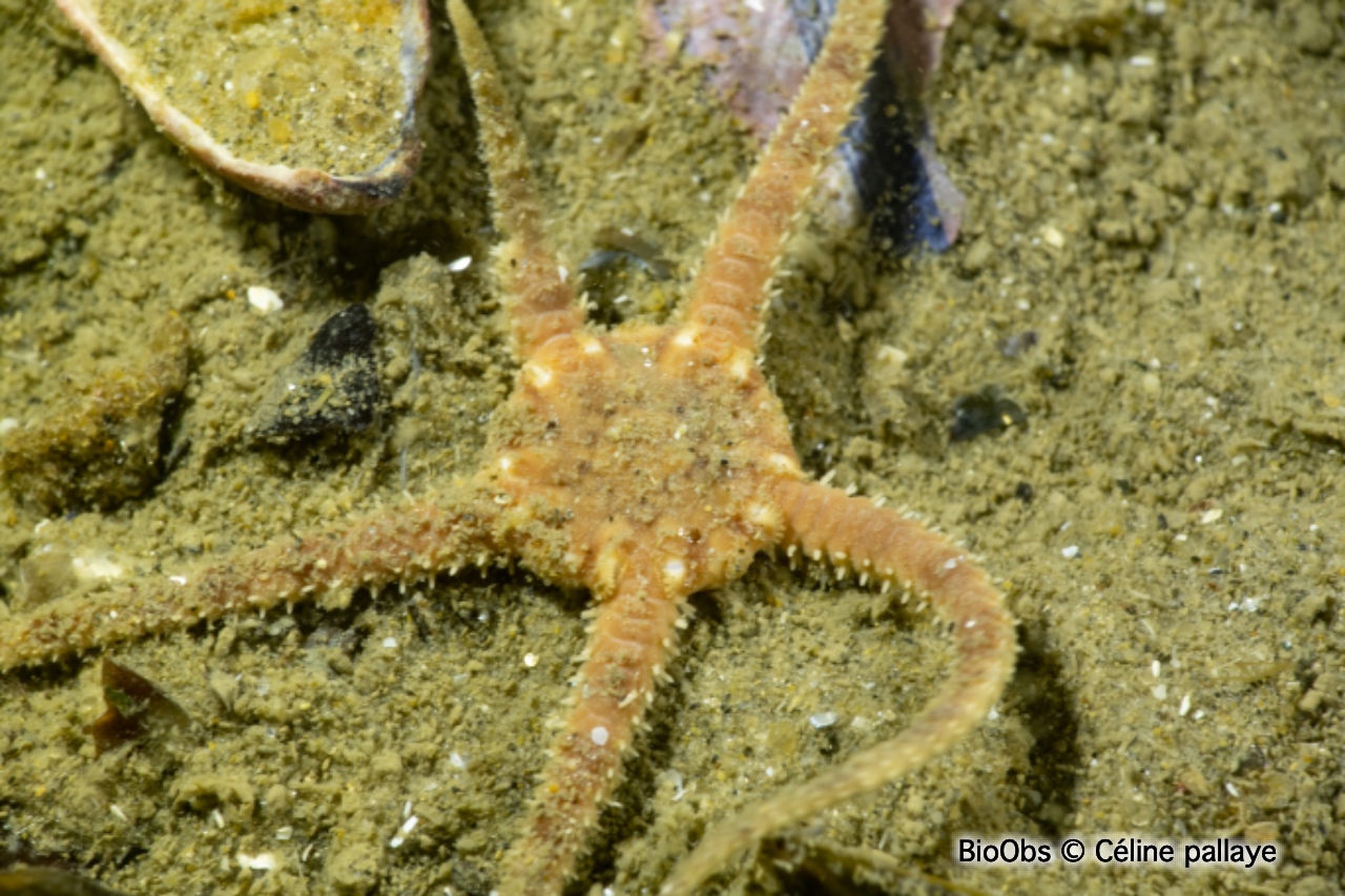 Ophiure blanche - Ophiura albida - Céline pallaye - BioObs