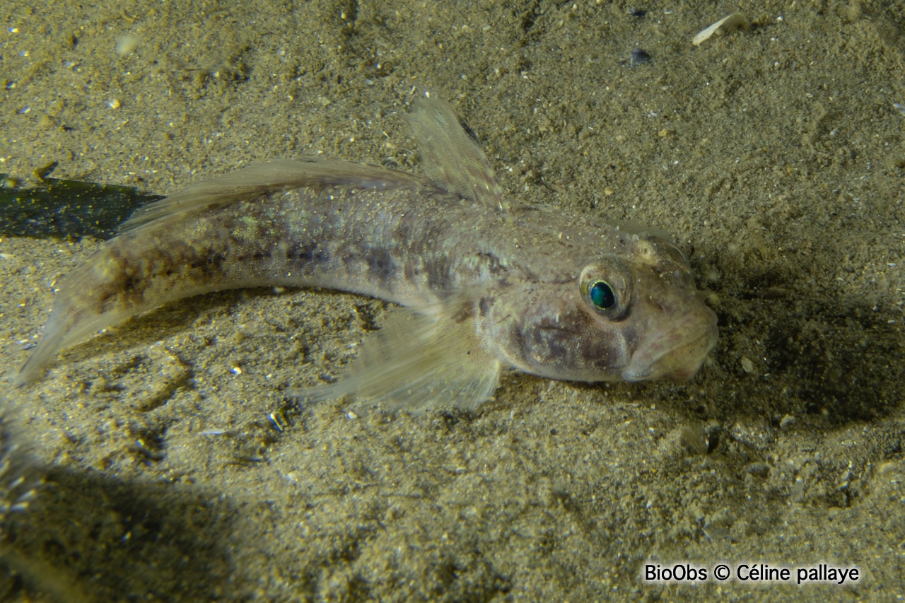 Gobie noir - Gobius niger - Céline pallaye - BioObs