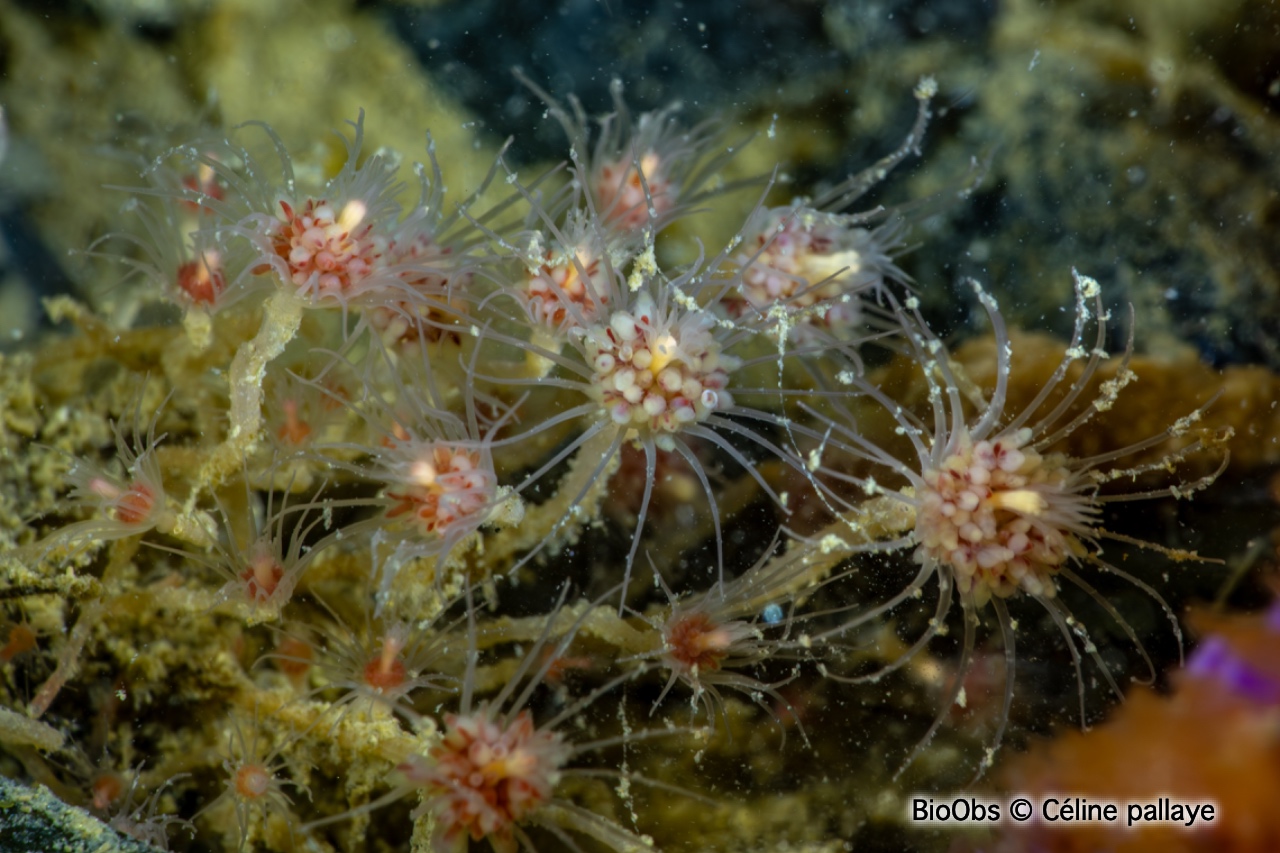 Petite tubulaire - Ectopleura larynx - Céline pallaye - BioObs