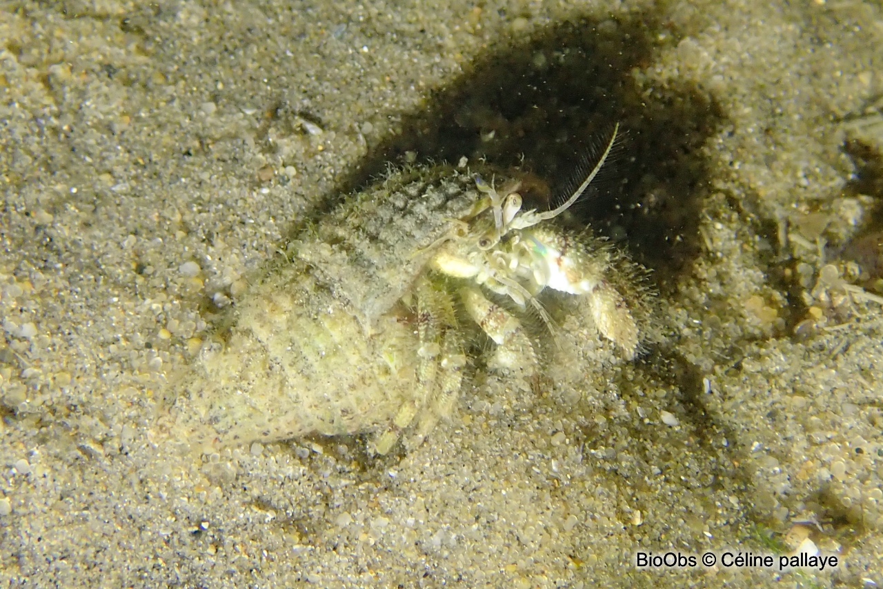 Pagure poilu - Pagurus cuanensis - Céline pallaye - BioObs