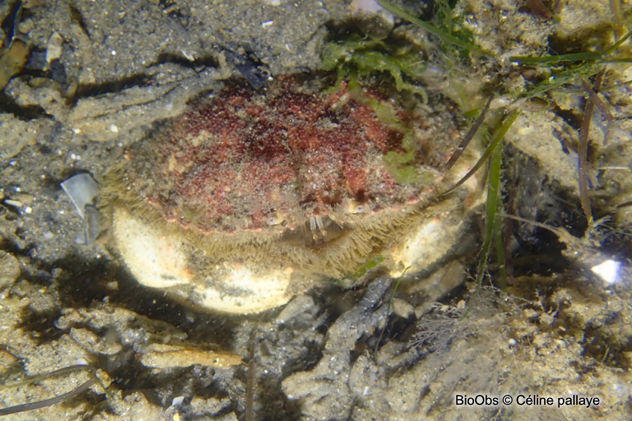 Grand crabe circulaire - Atelecyclus undecimdentatus - Céline pallaye - BioObs