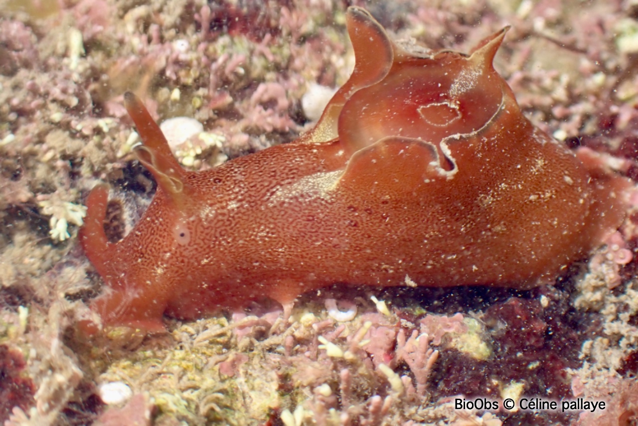 Lièvre de mer moucheté - Aplysia punctata - Céline pallaye - BioObs