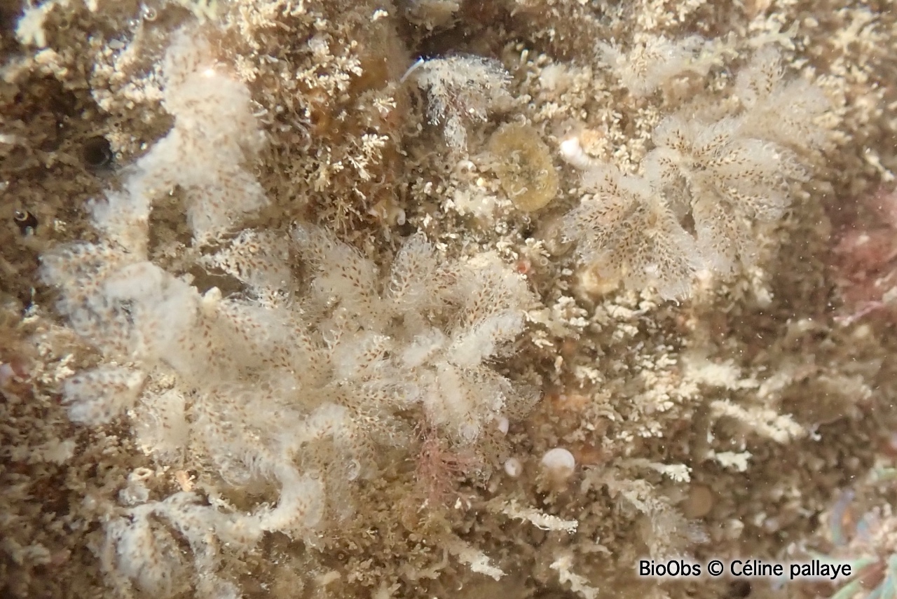 Bryozoaire flocon blanc - Bicellariella ciliata - Céline pallaye - BioObs